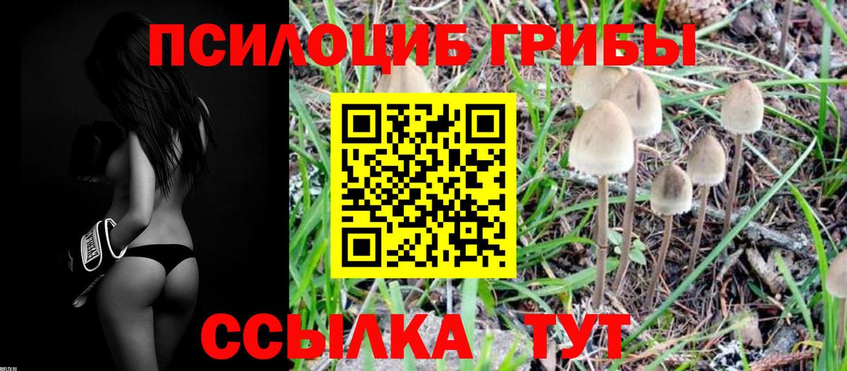 Орёл  Галлюциногенные грибы Cubensis  Галлюциногенные грибы Psilocybine cubensis  Вход с VPN 